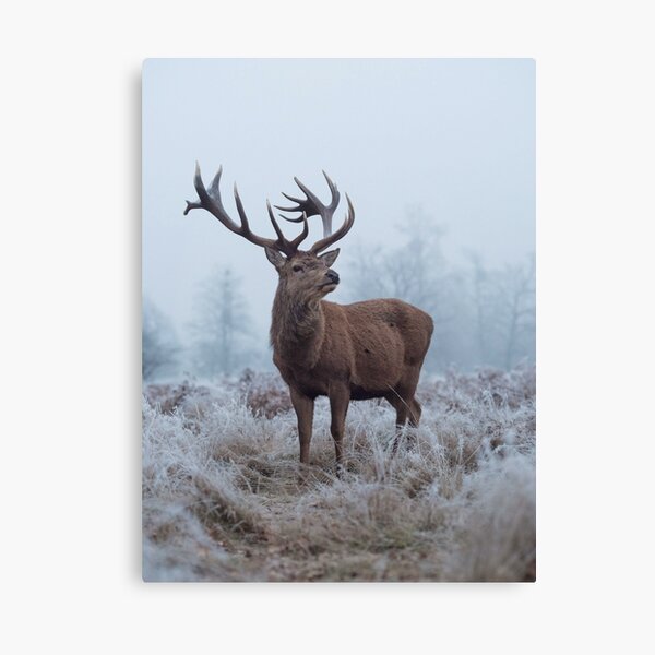 Monarch in a field of white Canvas Print