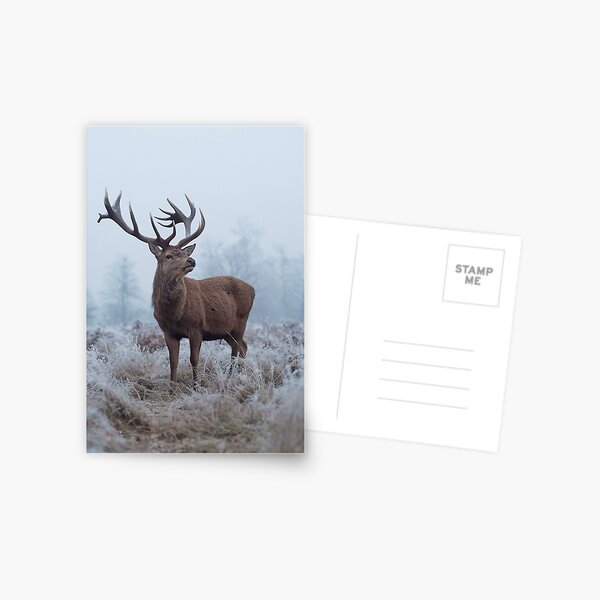 Monarch in a field of white Postcard
