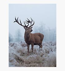 Monarch in a field of white Photographic Print