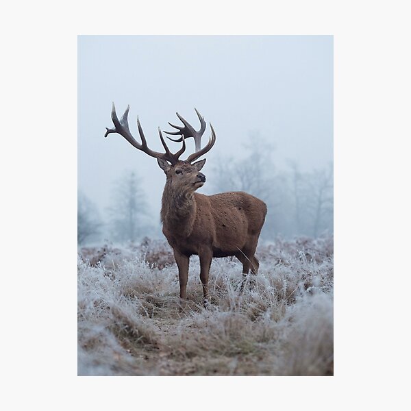 Monarch in a field of white Photographic Print