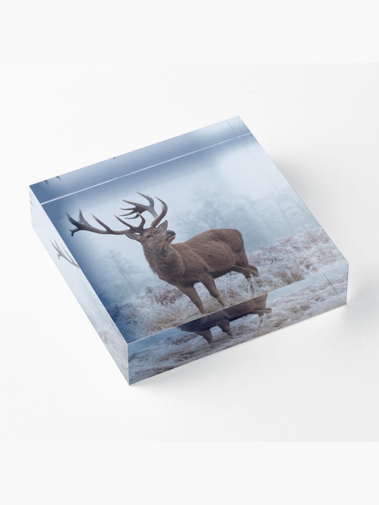 Alternate view of Monarch in a field of white Acrylic Block