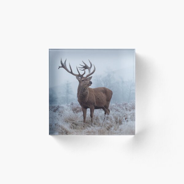 Monarch in a field of white Acrylic Block