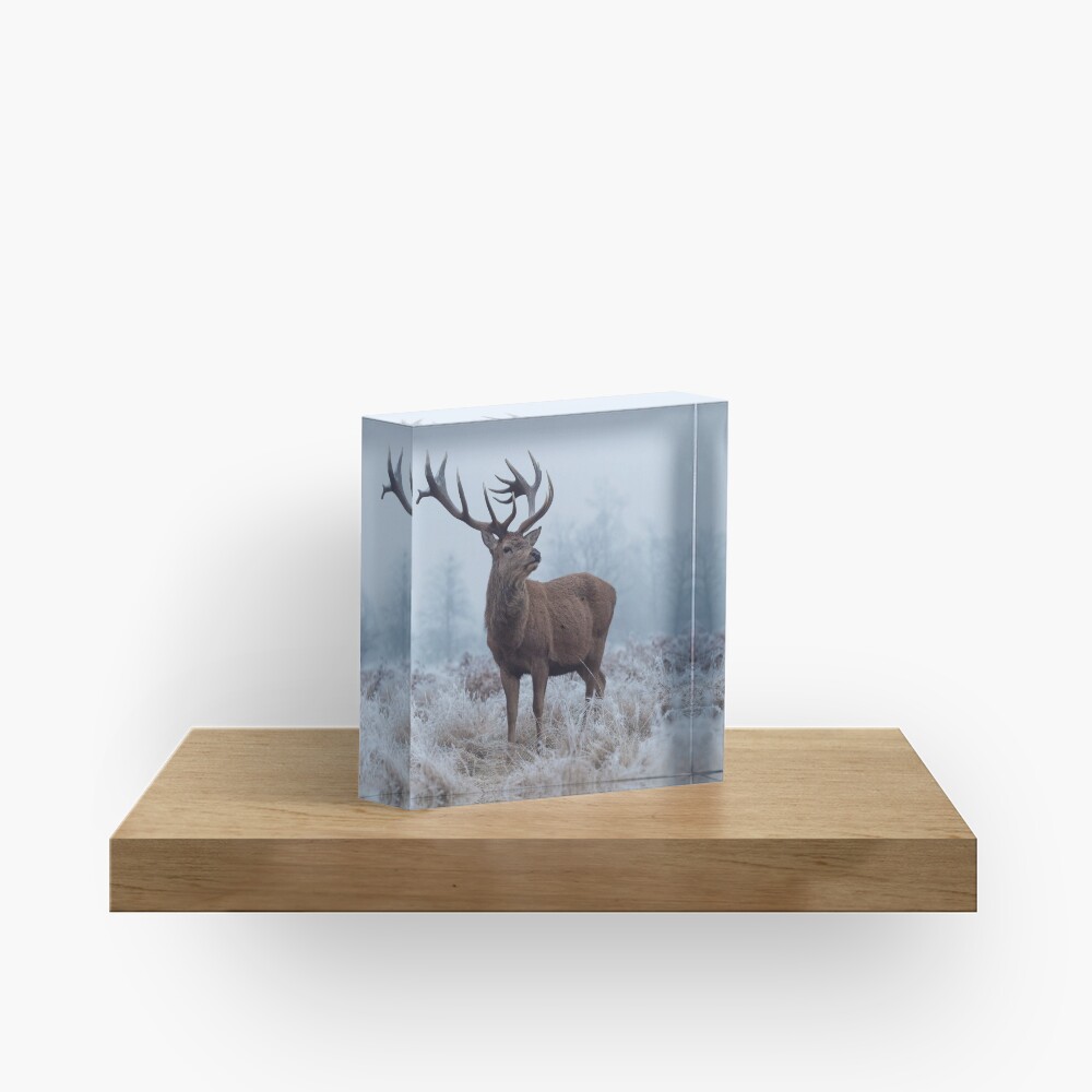 Monarch in a field of white Acrylic Block
