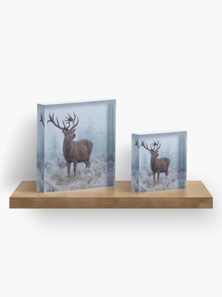 Alternate view of Monarch in a field of white Acrylic Block
