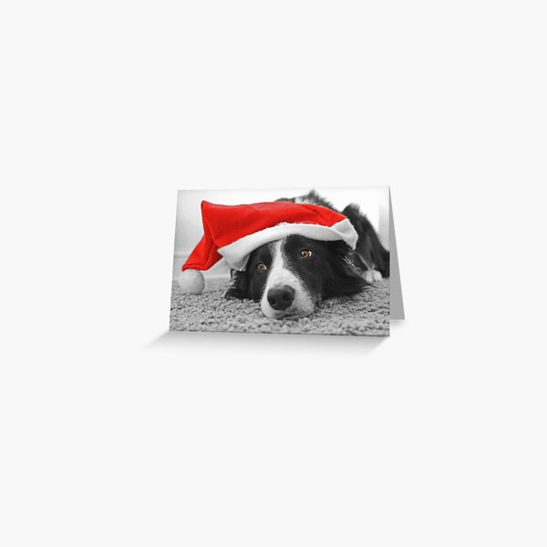 Item preview, Border Collie Christmas Card - Santa's Little Helper designed and sold by Liz Lane.