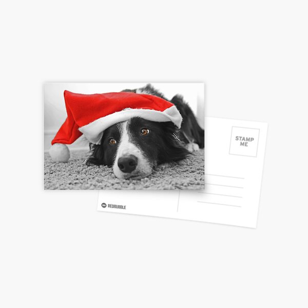 Border Collie Christmas Card - Santa's Little Helper Postcard
