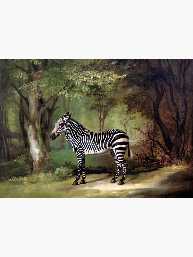 George Stubbs a Zebra Vintage Print 