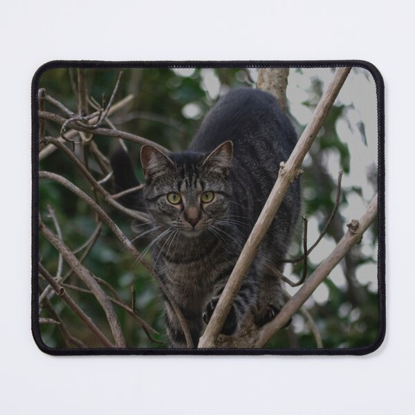 Item preview, A Cat up to no good. designed and sold by GingerMan2550.
