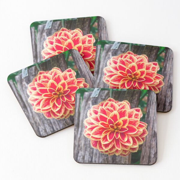 Item preview, Dahlia in the Raised Bed designed and sold by AMoncurPhoto.