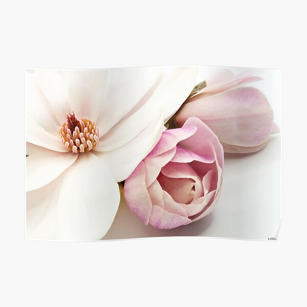 Póster «Magnolia estrellada 02» de WWestmoreland | Redbubble