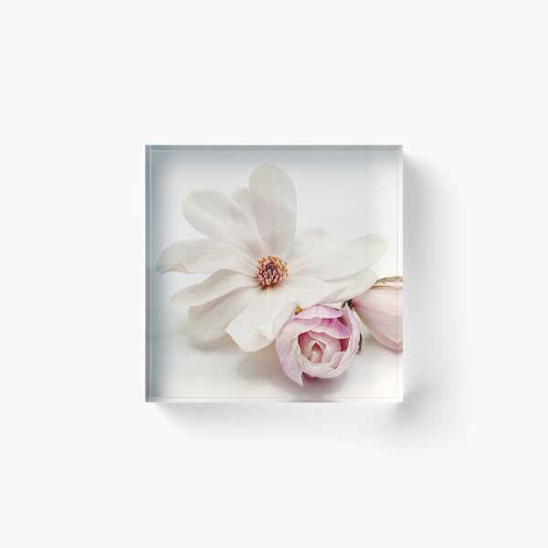 Item preview, Magnolia estrellada 02 designed and sold by Weston  Westmoreland.