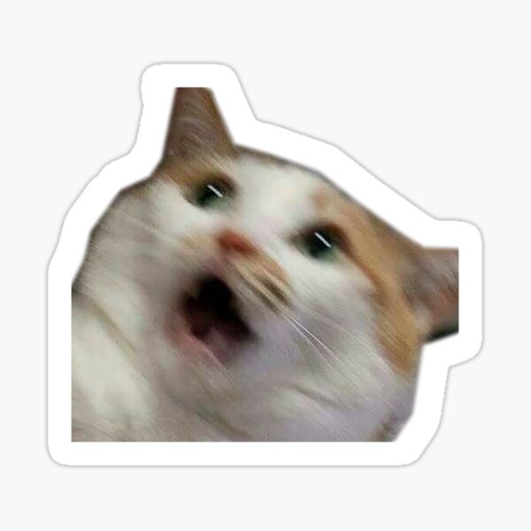 Cat Meme Stickers