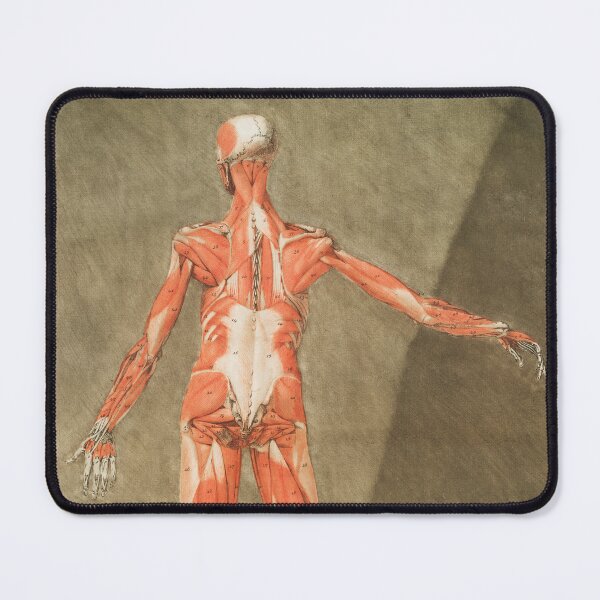 Item preview, Human Body Muscle System Vintage Anatomy designed and sold by POSTERAMALA.