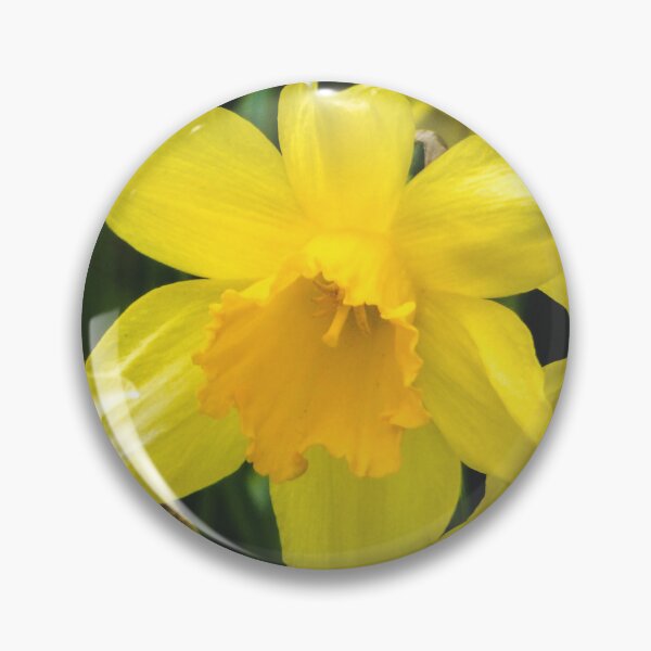 Artikelvorschau, Gelbe Narzissen Frühlingsblumen entworfen und verkauft von silviaol.
