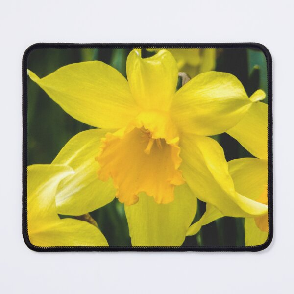 Item preview, Yellow Daffodil Spring Flowers designed and sold by silviaol.