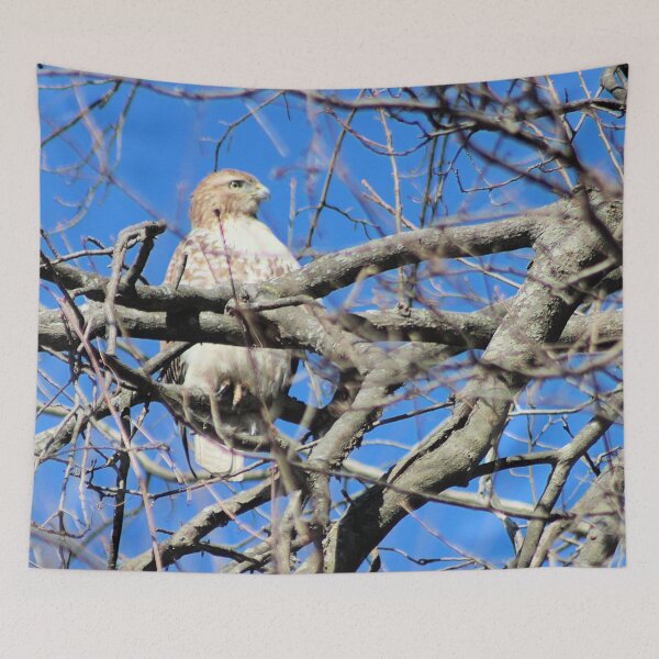 Item preview, PERCHED HAWK designed and sold by BOLLA67.