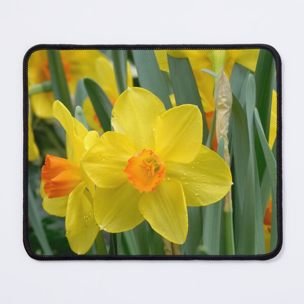 Item preview, Garden Yellow Daffodil Spring Flowers designed and sold by silviaol.