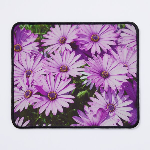 Item preview, Purple african daisies close up designed and sold by CarolinaReina.