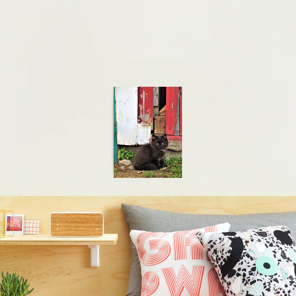 Kitten by Barn Door Photographic Print