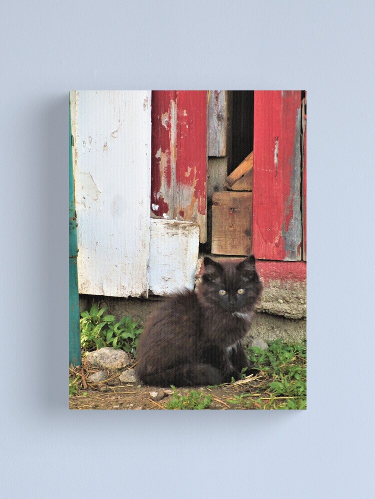 Alternate view of Kitten by Barn Door Canvas Print