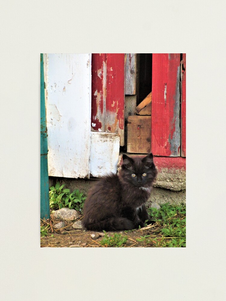 Alternate view of Kitten by Barn Door Photographic Print