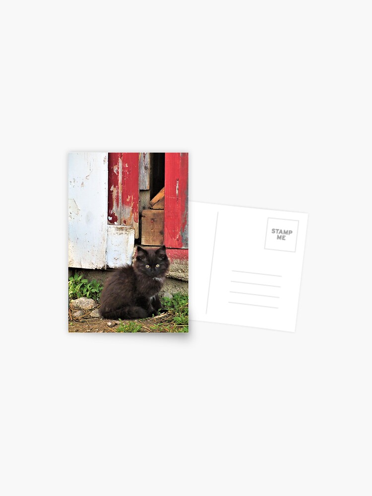 Postcard, Kitten by Barn Door designed and sold by Madelyn Craig
