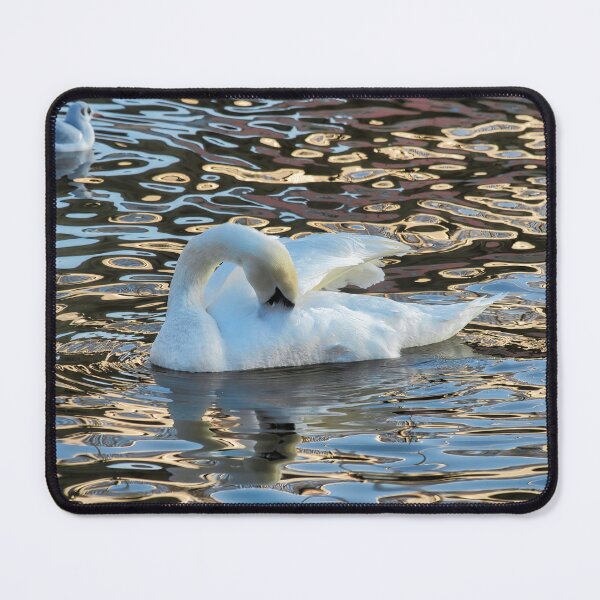 Item preview, Mute Swan on the River Exe at Exeter Edit designed and sold by Dorset Girl.