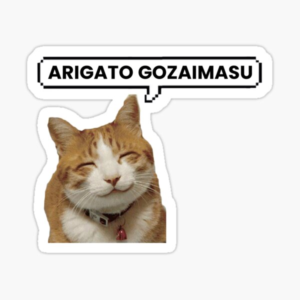 Funny Cat look angry Meme Sticker Bundle meow kitten cat lady funny cat  memes | Magnet