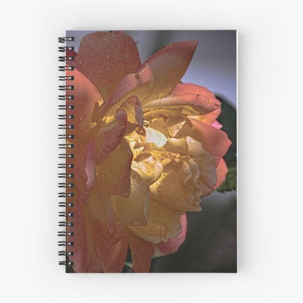 Item preview, Multicolor Rose Leith Park Victoria 20160211 6587  designed and sold by Fred Mitchell.