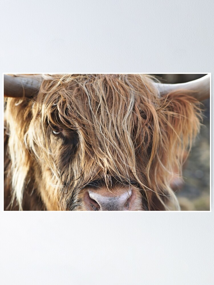 Floral Highlander Cow Tapestry - Scottish Highlander Poster