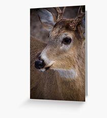 Young Buck Close Up Greeting Card