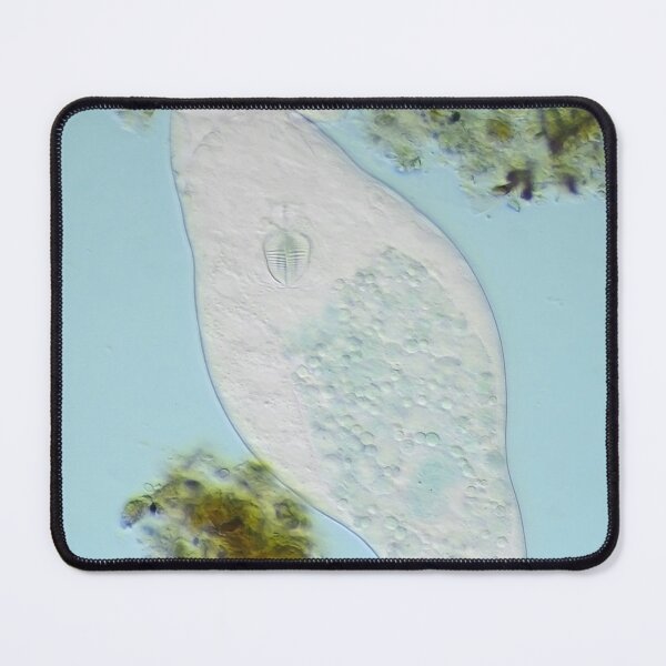Item preview, Bdelloid rotifer under the microscope designed and sold by SDym Photography.