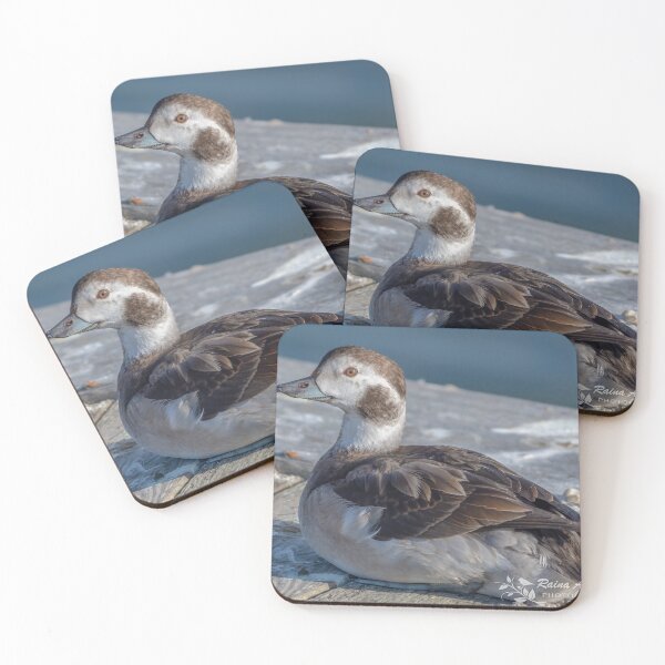 Item preview, Long-Tailed Duck Hen designed and sold by twinroses.
