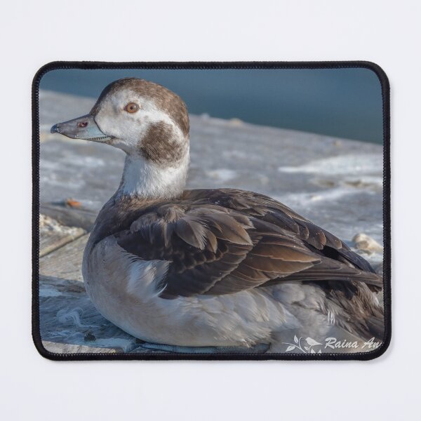 Item preview, Long-Tailed Duck Hen designed and sold by twinroses.