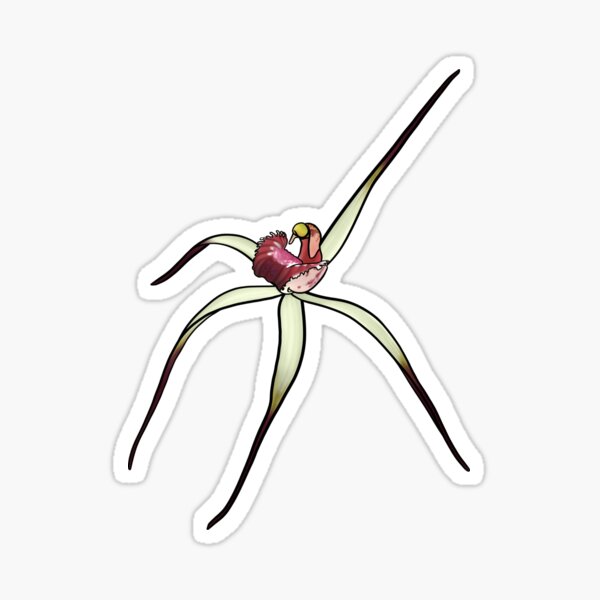 Item preview, Drooping Spider Orchid designed and sold by JoWillmot.