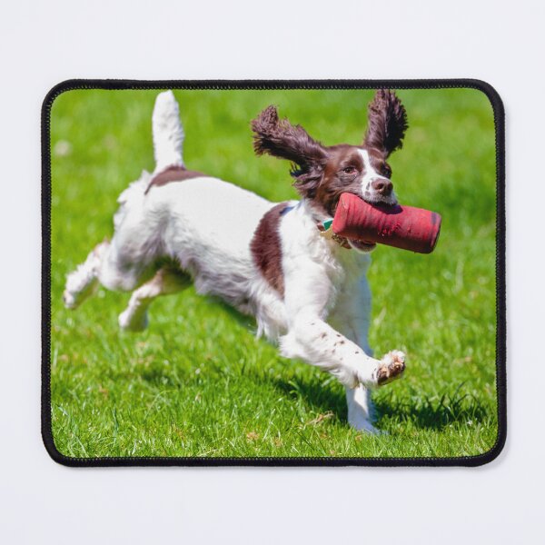 Item preview, Springer Spaniel at gun dog trials designed and sold by Dalyndigital Photography.