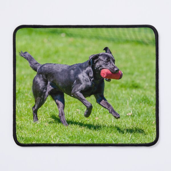 Item preview, Black labrador at gun dog trials designed and sold by Dalyndigital Photography.