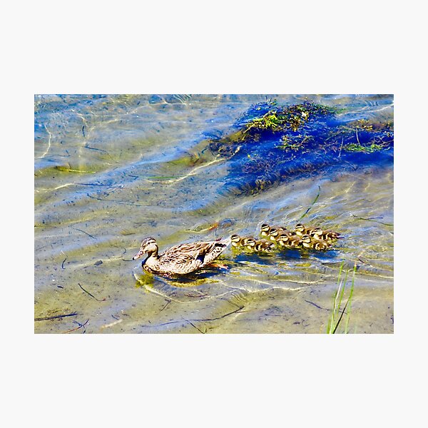 Family Outing - Ducks Photographic Print
