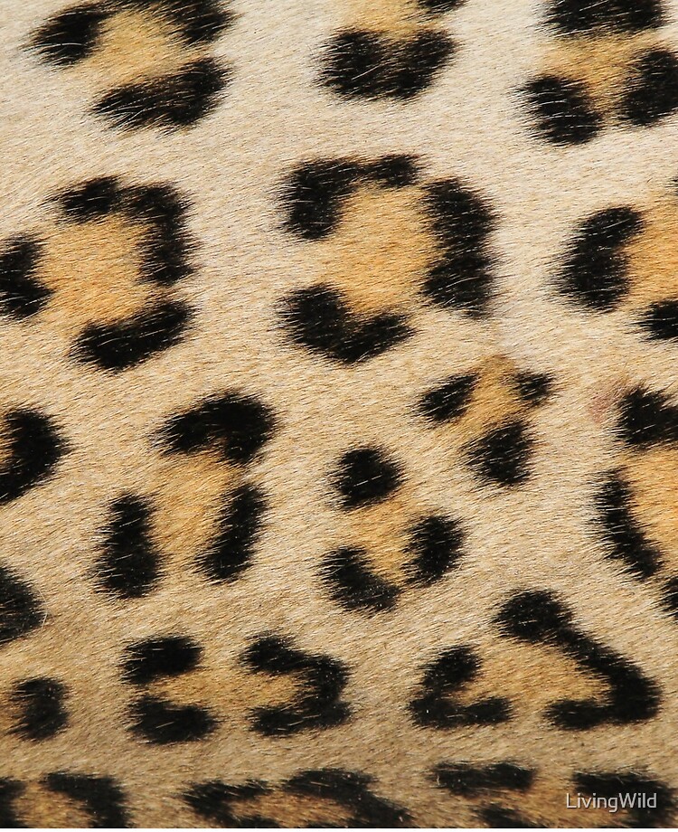 Animal Print Wallpaper  Beautiful wallpapers for iphone, Cheetah