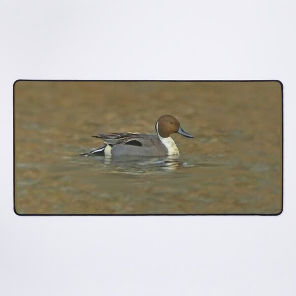 Item preview, Northern pintail designed and sold by Guardi71.