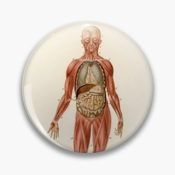 Item preview, Human Body Educational Chart Vintage Anatomy designed and sold by POSTERAMALA.