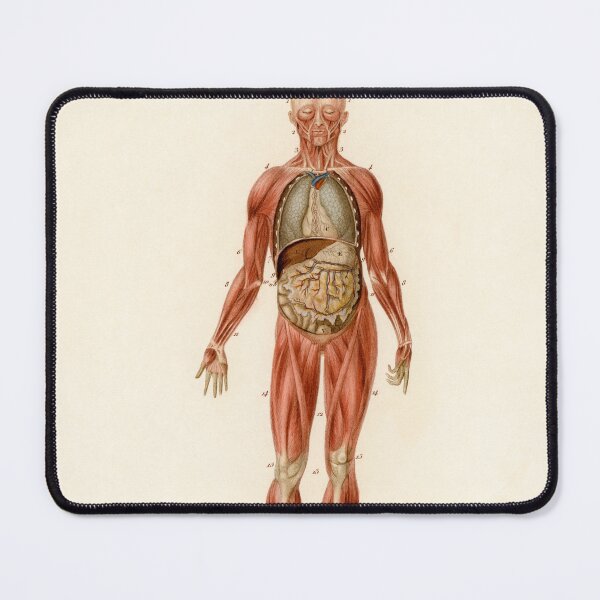 Item preview, Human Body Educational Chart Vintage Anatomy designed and sold by POSTERAMALA.