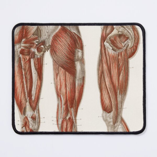 Item preview, Muscles of the Legs Educational Chart Vintage Anatomy designed and sold by POSTERAMALA.
