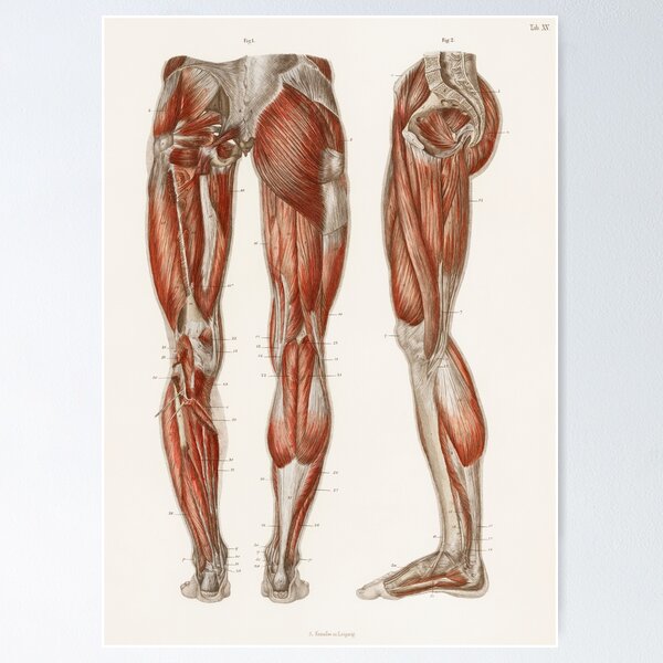 Item preview, Muscles of the Legs Educational Chart Vintage Anatomy designed and sold by POSTERAMALA.