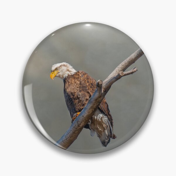 Item preview, Bald Eagle Perched in a Dead Tree designed and sold by Jeff Goulden Photography.