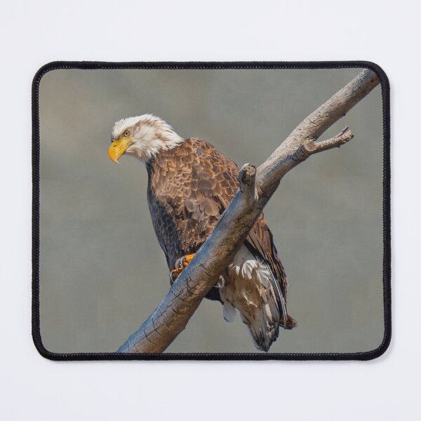 Item preview, Bald Eagle Perched in a Dead Tree designed and sold by Jeff Goulden Photography.