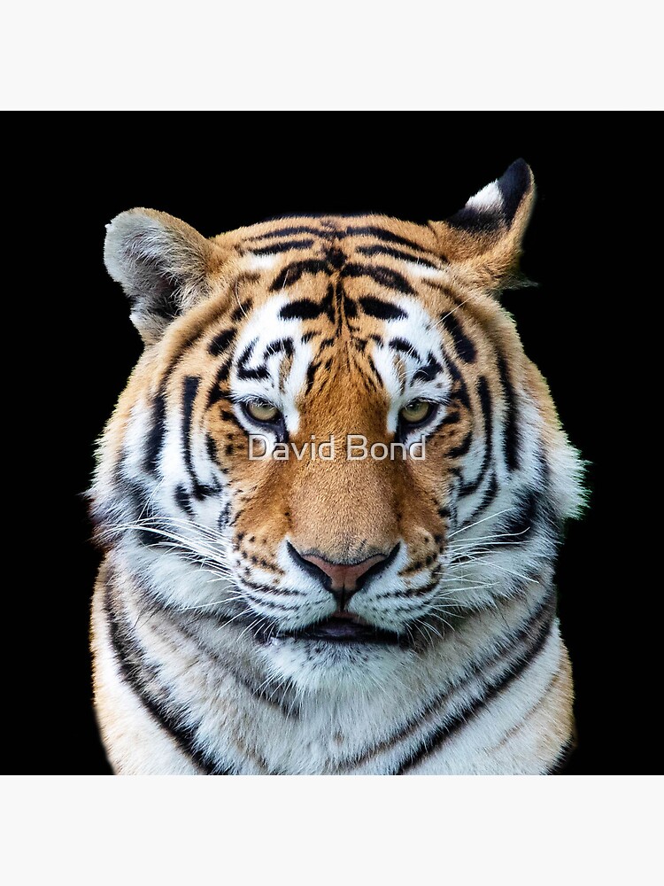 A Tiger Face by DaveBond
