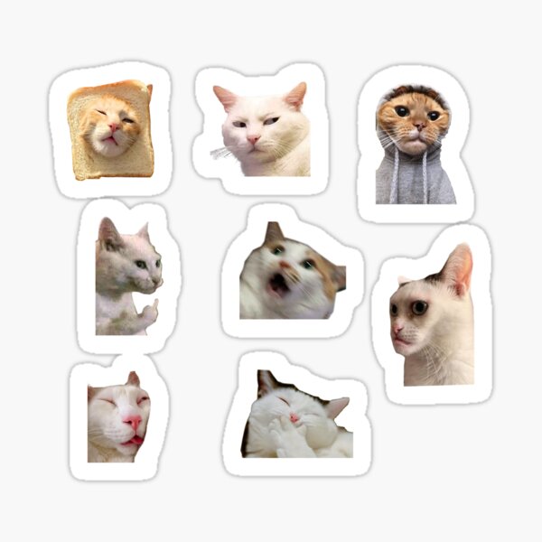 Funny Cat look angry Meme Sticker Bundle meow kitten cat lady funny cat  memes | Magnet