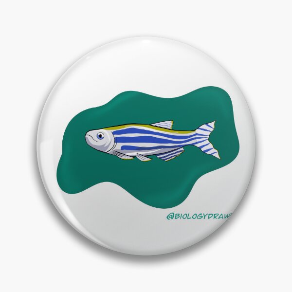 Item preview, Zebrafish designed and sold by BiologyDrawn.