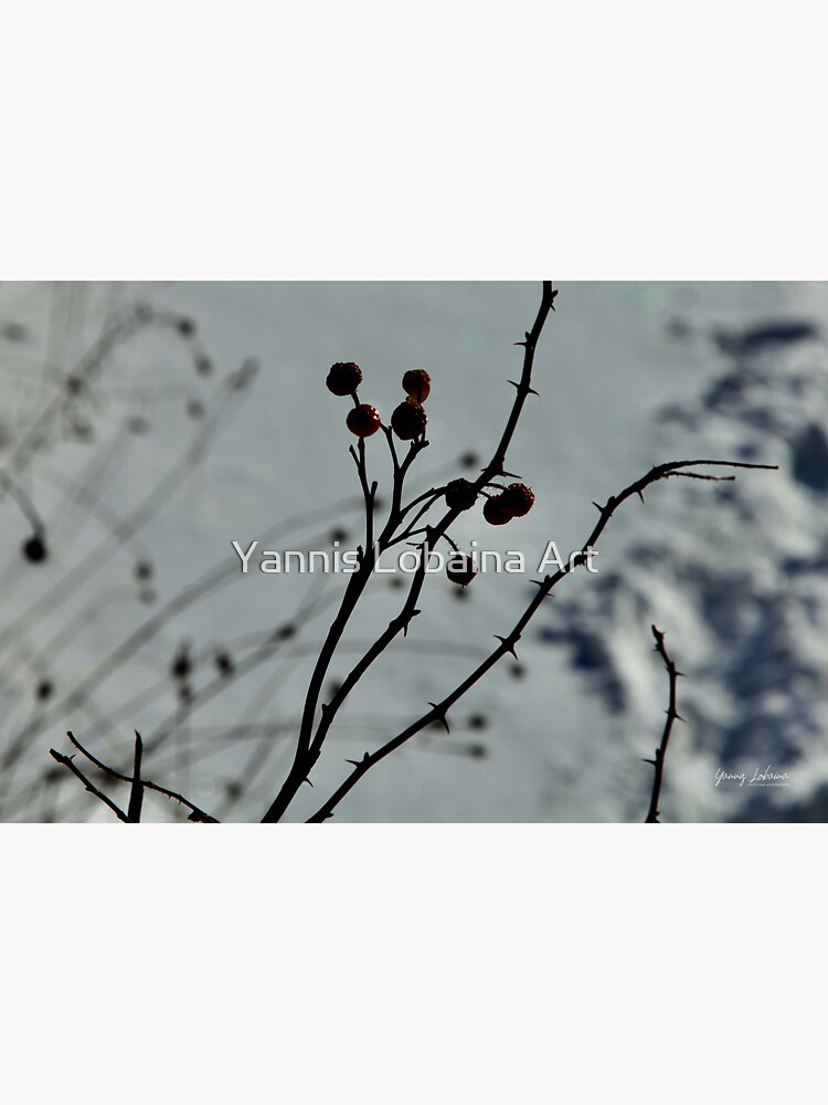 Wild berry In the snow by lobaina1979